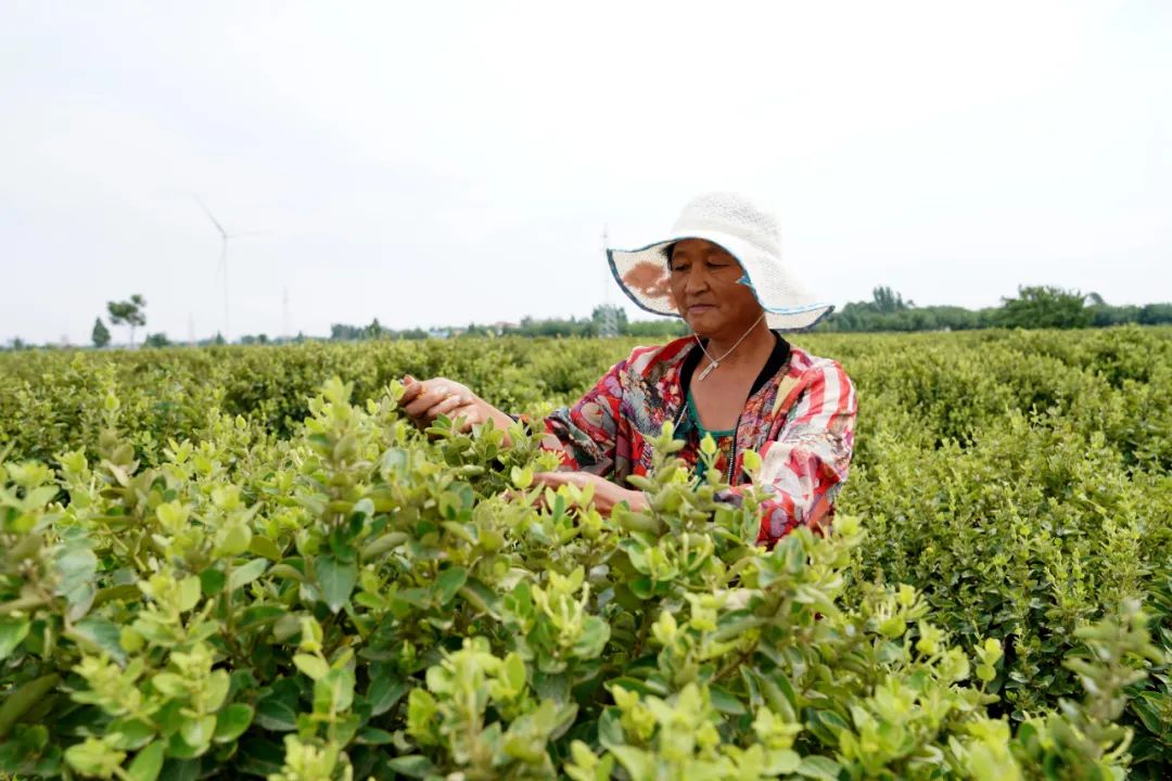 巨鹿1.1万亩金银花有了"防护衣"