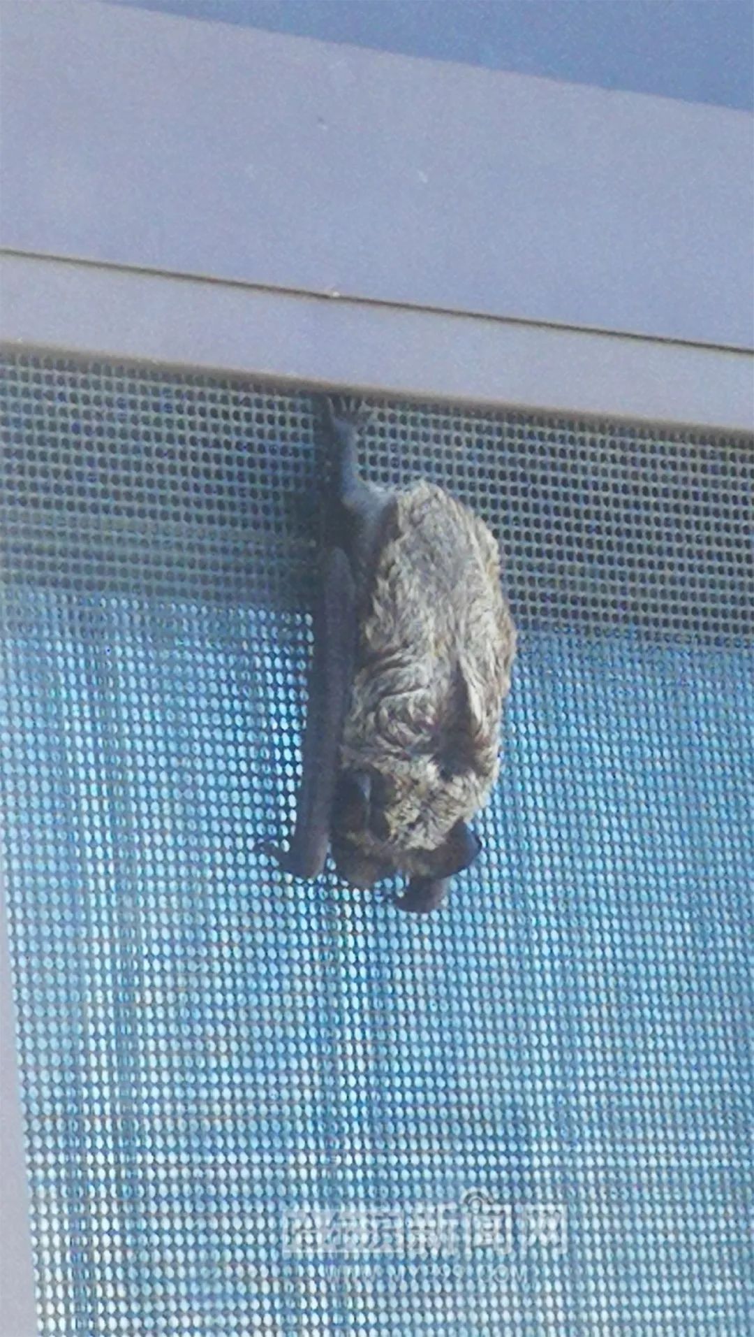 大清早一睁眼,看到有只蝙蝠挂在纱窗上