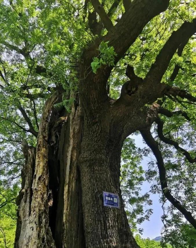 300人奋战40天嵩县这处原生态景区终于火了