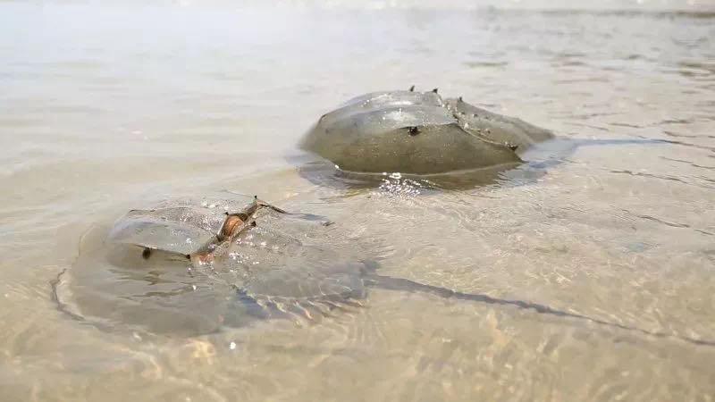 中国鲎与南方鲎为省重点保护动物珍稀植物红榄李我们可以做些什么去