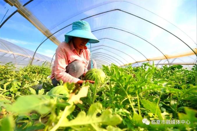 临夏州有多少人口_临夏州人民医院图片