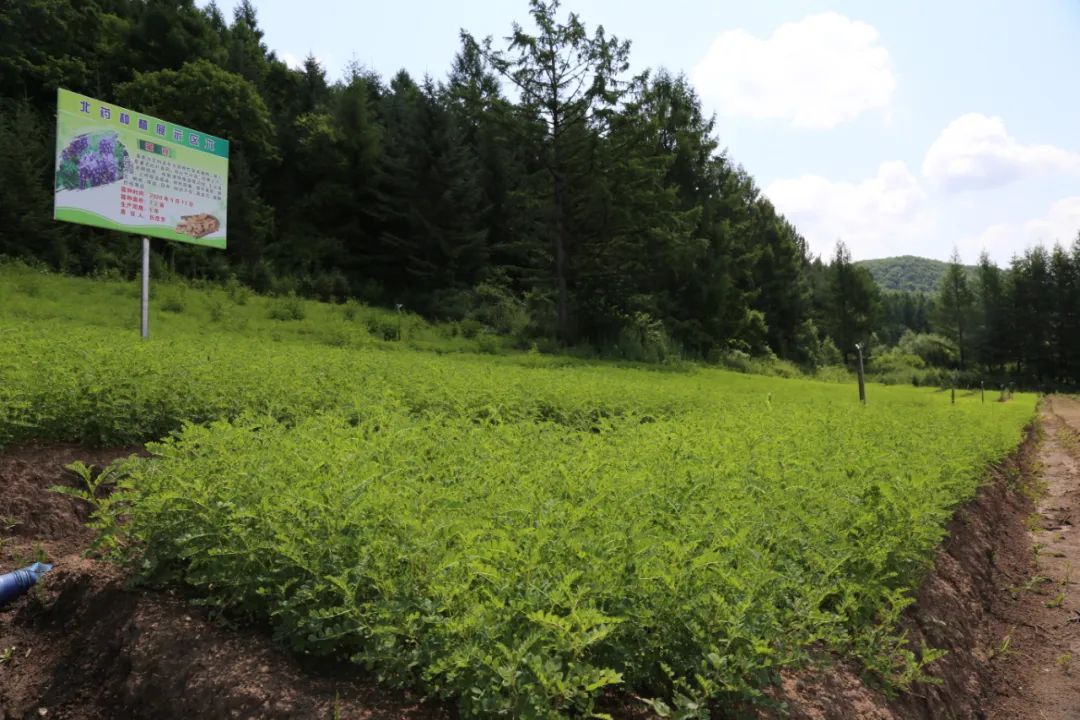 穆棱绿意盎然展示园药田管护促成长