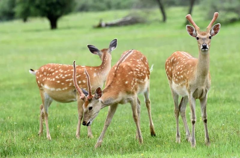 阿坝县查理乡神座村里的梅花鹿(7月5日摄).新华社记者 陈燮 摄