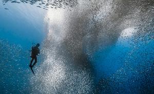 追沙丁鱼的摄影师宋刚：海底的动物大迁徙更惊心动魄