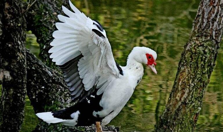 ▼47个地理标志保护产品其中包括阳新屯鸟等市场主体名单新版地理标志