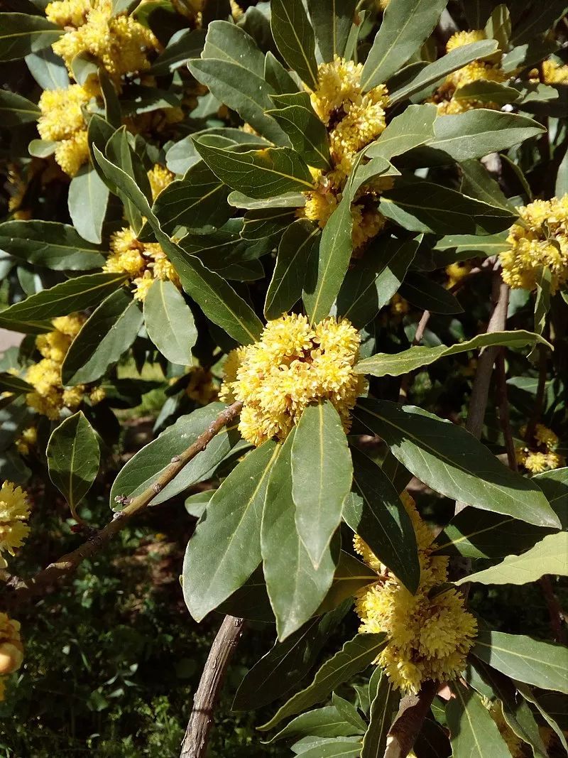 你吃的每一盘卤肉都有一位希腊女神因此牺牲