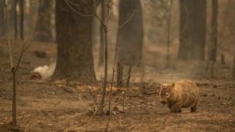 澳大利亚丛林大火或已致30亿动物死亡