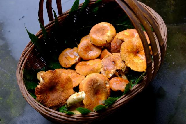 雨季的馈赠来腾冲开启你的野生菌美食之旅