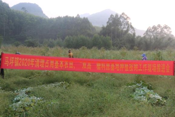 马坪镇:重拳出击,推进"清桉"行动