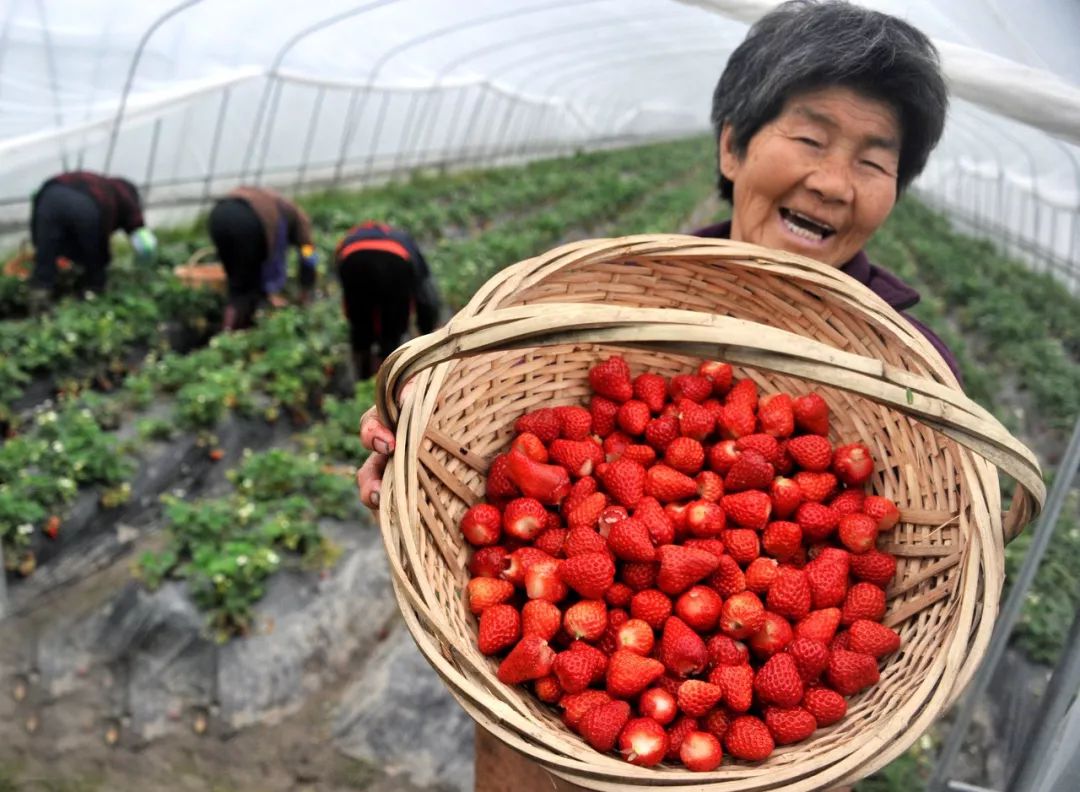 “莓”好振兴乡村，第十三届上海青浦白鹤草莓文化节今日举行
