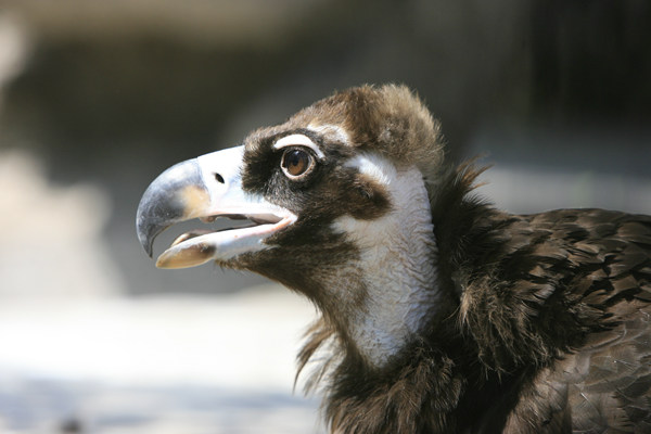 这里首先欣赏的恰恰就是带给它名字的,通常被认为非常"丑陋"的"秃头"