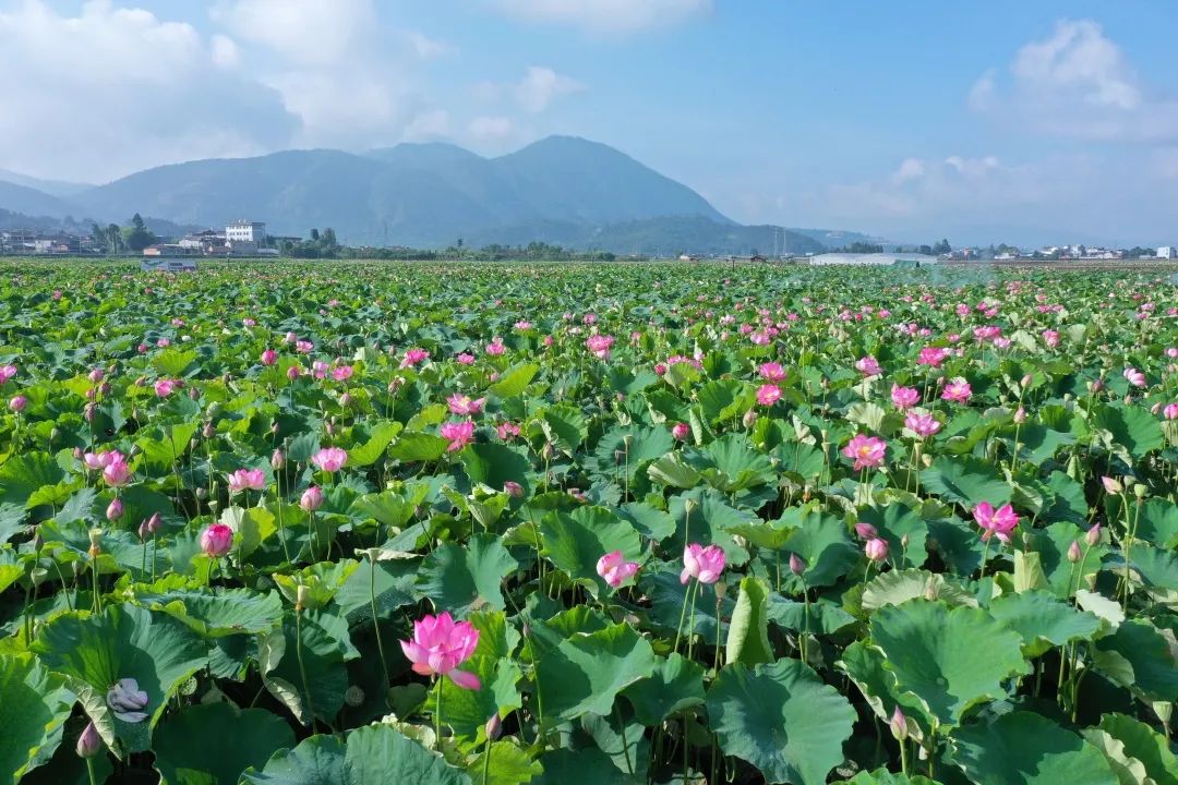 十里荷花盛开满屏荷风袭来Ⅱ视频