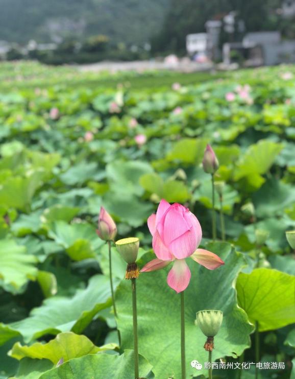 荷塘招聘_湖南株洲荷塘区教师招聘162名笔试资料包