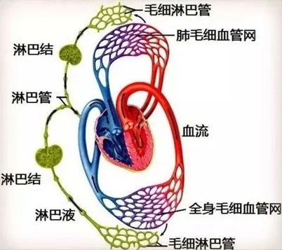 淋巴回流示意图图片