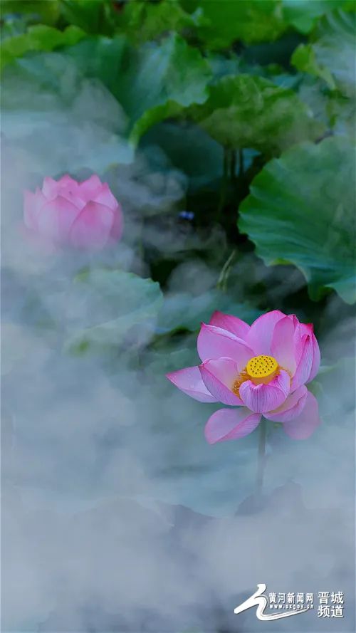 娇艳荷花扮靓太原诗情画意醉在心间