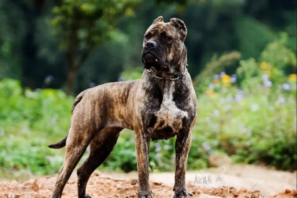 文明有我文明養犬關鍵時刻不掉鏈