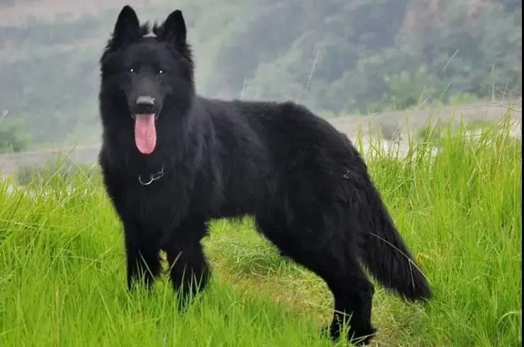 日本土佐犬黑色图片