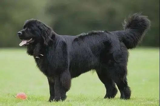 烈性犬黑色图片