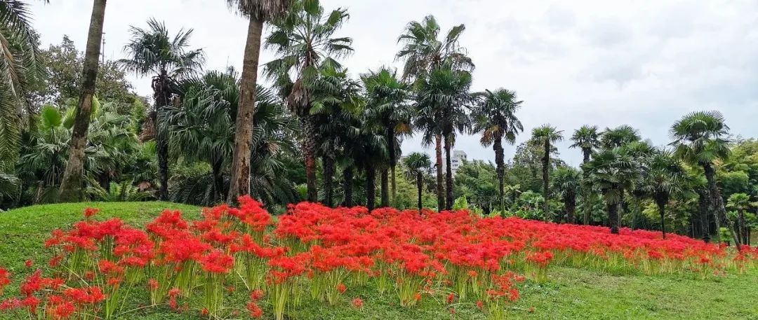 最美石蒜季看上海植物园如何应用曼珠沙华