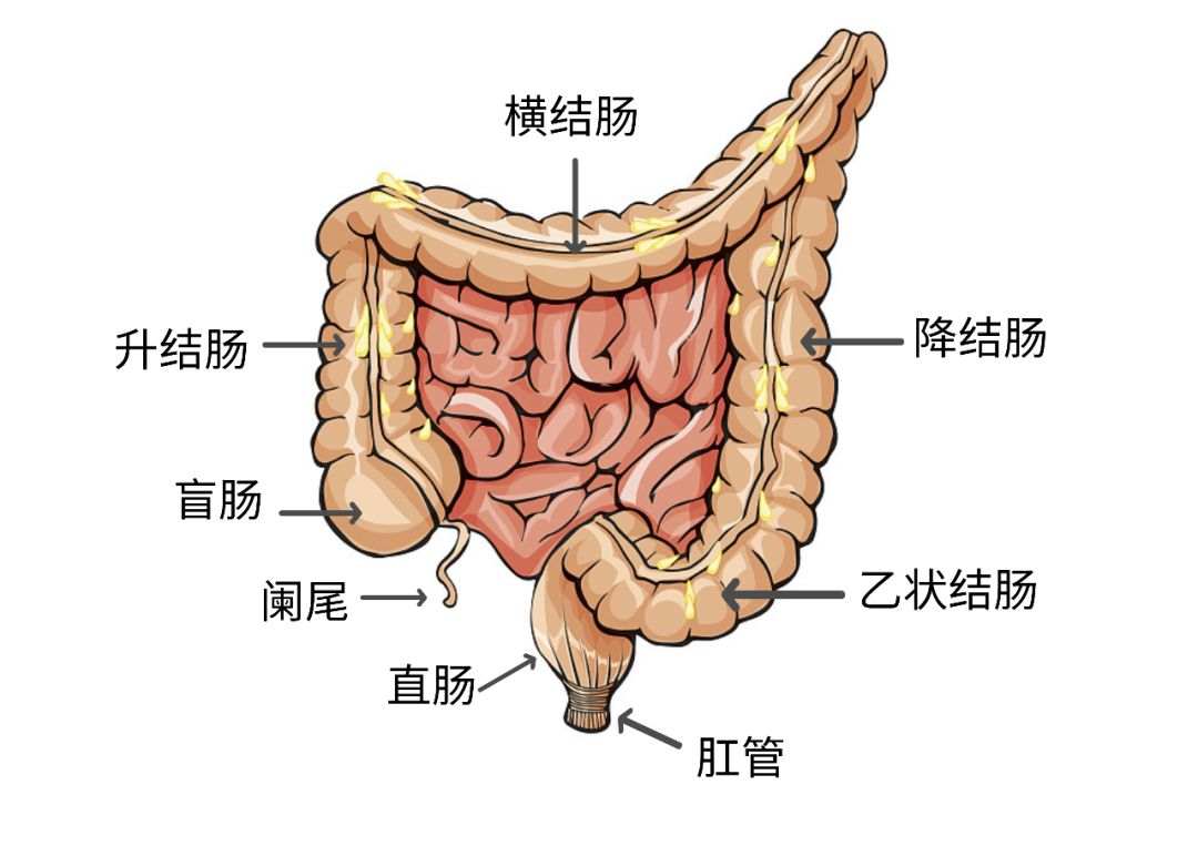 乙状结肠疼痛位置图片