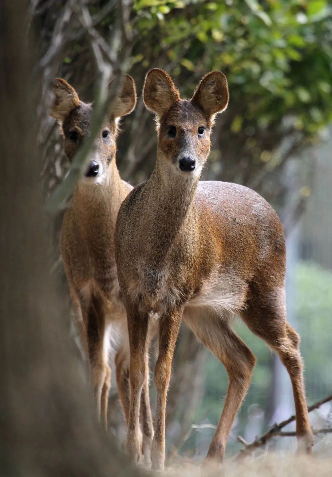 獐在松江的家升级啦在这里ta们将受到更好的保护