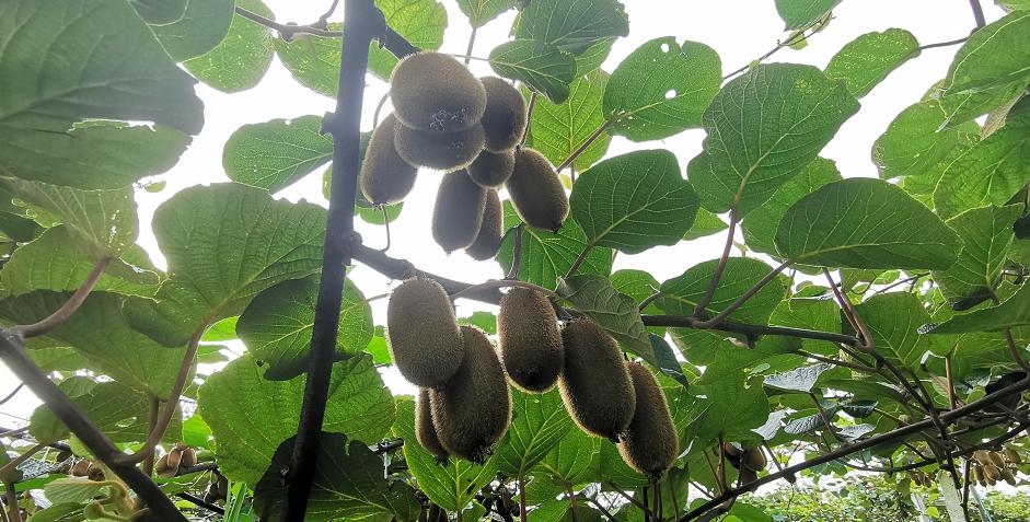 扶贫贵州行猕猴桃挂满藤助力黔西县贫困户踏上致富道路