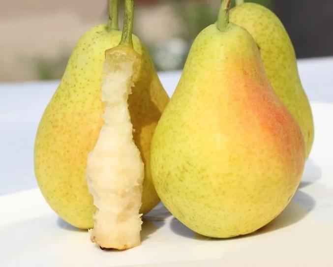 正直播!你吃过正宗威海红茄梨吗?抿一口就成汁儿!记者现场替你采摘,5