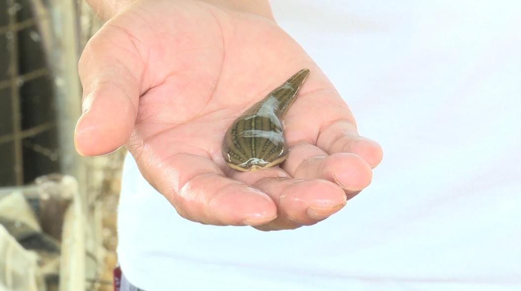 新奇蚂蟥居然这么值钱抚州有人把吸血虫变成吸金器