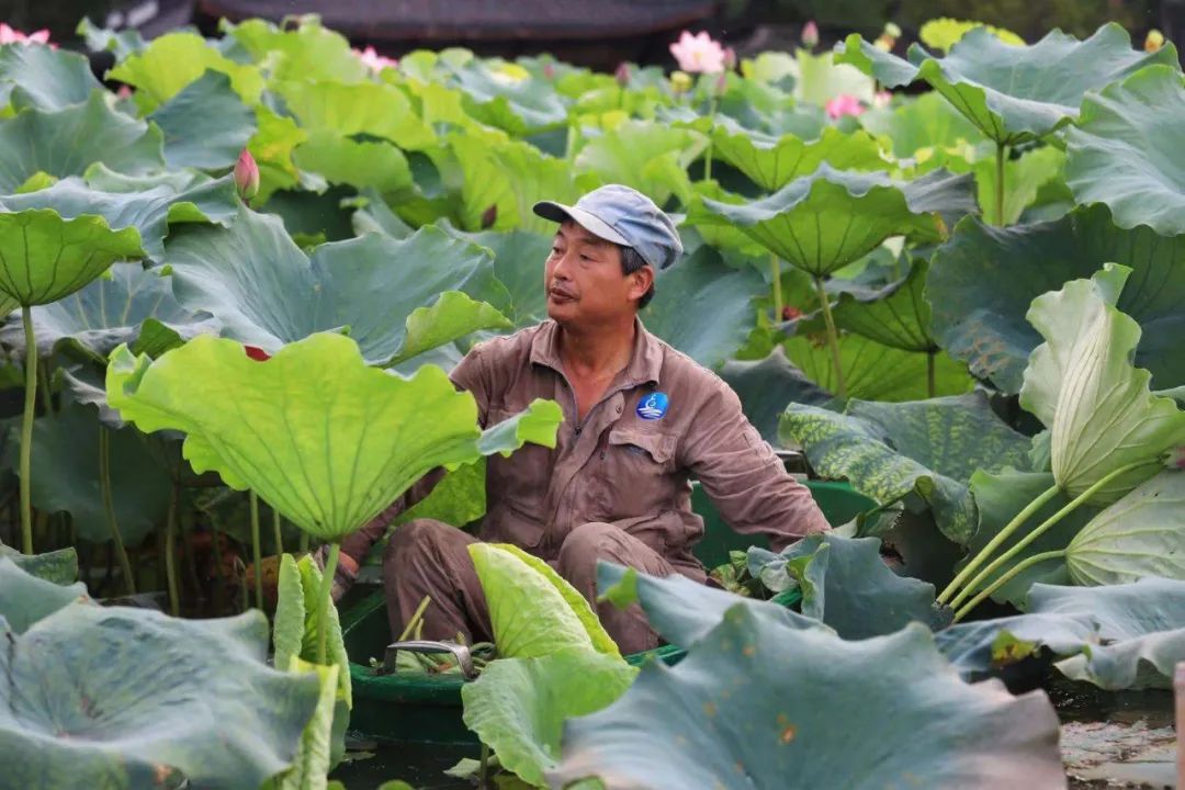 杭州人酷爱的夏日美食竟是它,这些地道吃法你学会了吗?