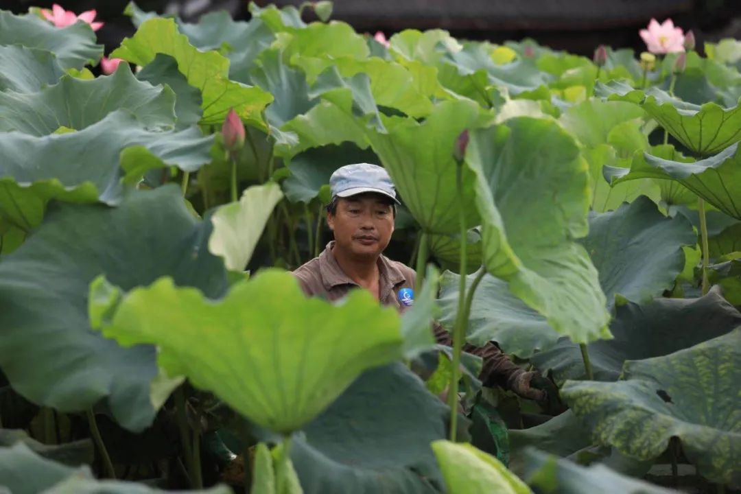 杭州人酷爱的夏日美食竟是它,这些地道吃法你学会了吗?