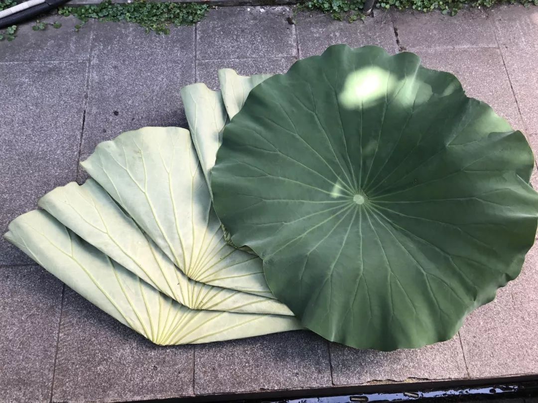 杭州人酷爱的夏日美食竟是它,这些地道吃法你学会了吗?
