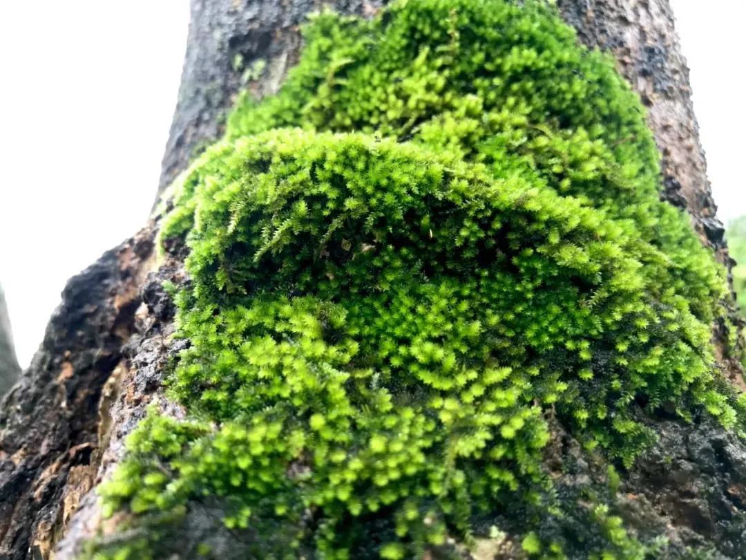 颜普洱今夏绿色继续霸屏苔藓绿轮到你了