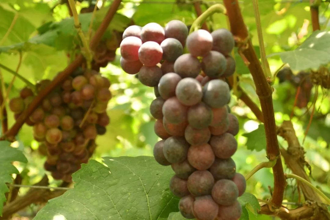 瓜果飘香游人醉 特色乡村旅游魅力彰显