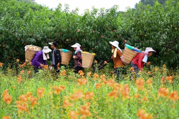 瓜果飘香游人醉 特色乡村旅游魅力彰显
