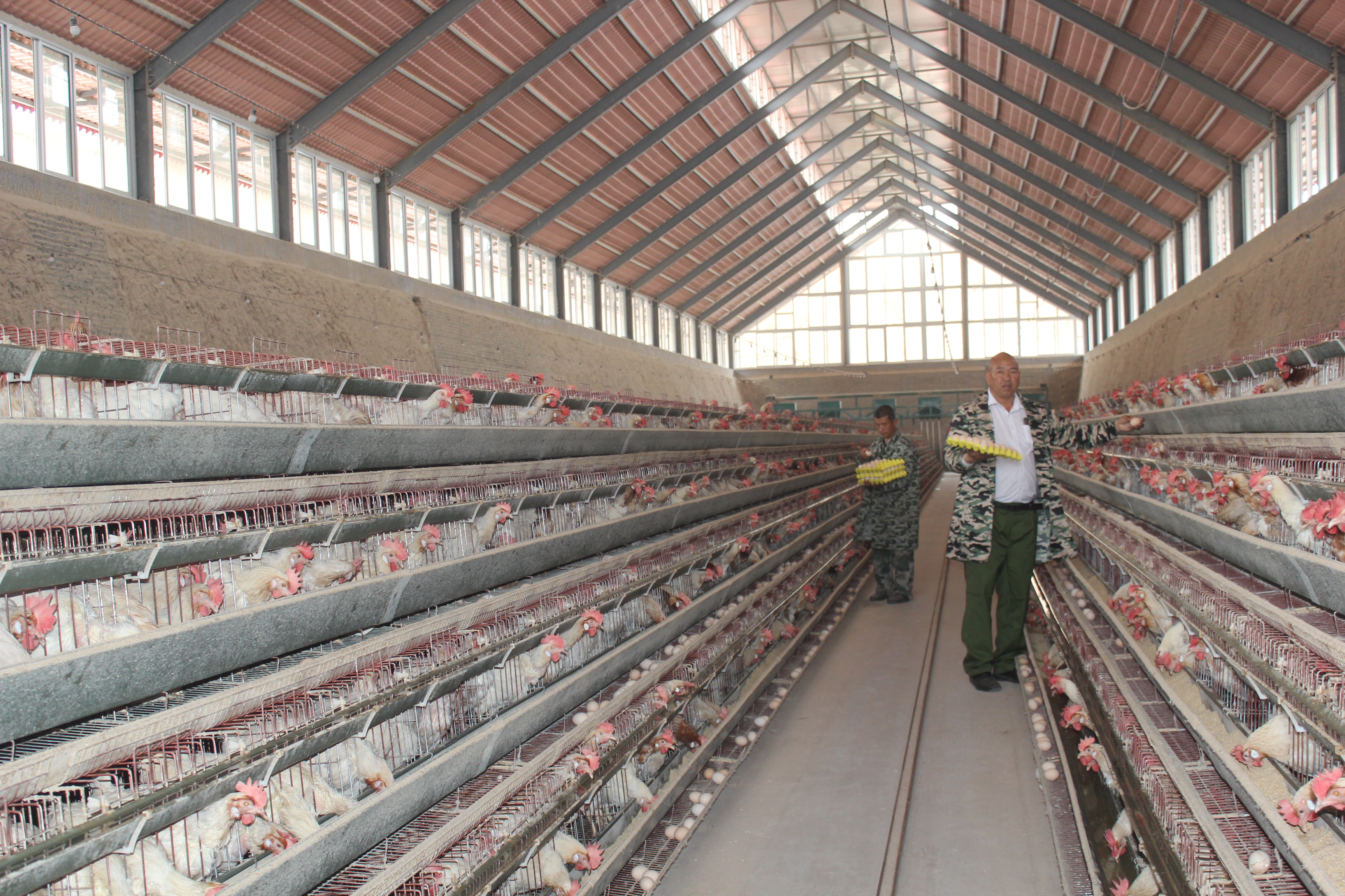 河北临城新型环保养鸡场节能降本促增收