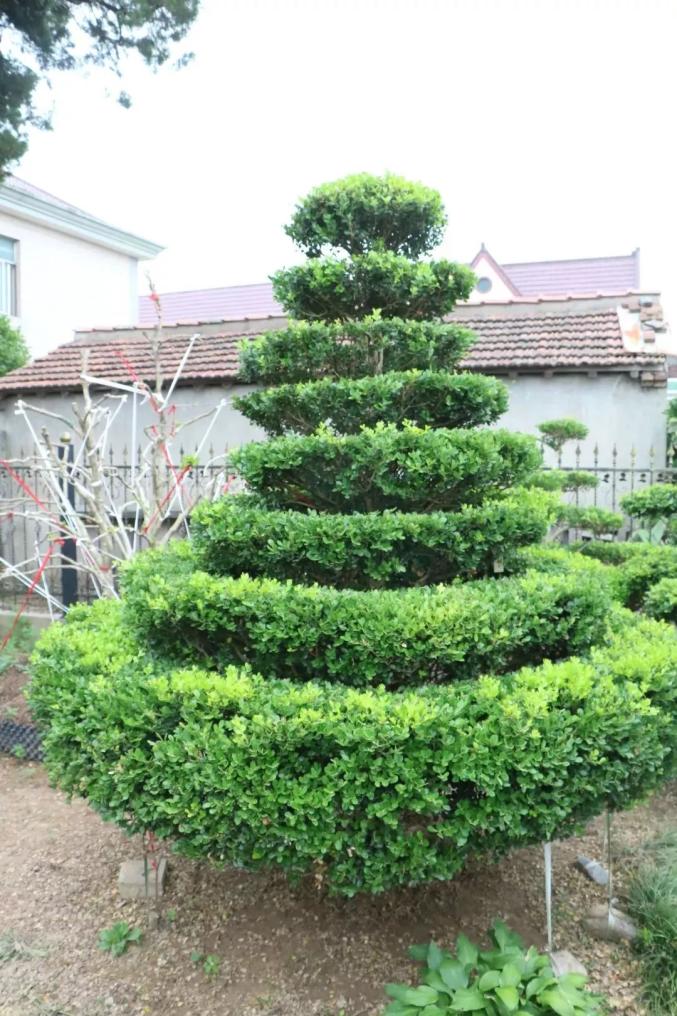 村民家院子里的黄杨树记者了解到,目前春风村全村有