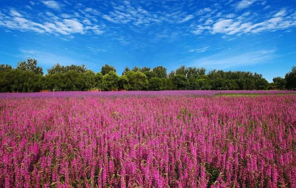 绝对的打卡圣地千亩花海绽放怀柔影都那一定是杨宋了你要问我怀柔哪里