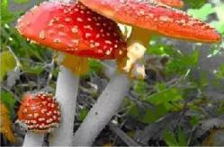 蘑菇加什么 577.jpg