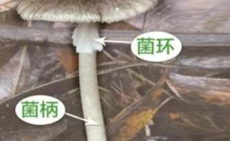 云南吃野生菌中毒死亡人数已超新冠，这16种菌子千万别碰