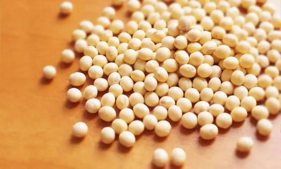 市面上常见的酸奶不同在位于莲洲镇的珠海微豆生物技术有限公司厂房内