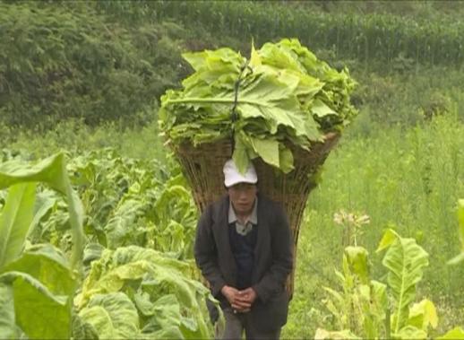 哪里有卖烟叶的 133.jpg
