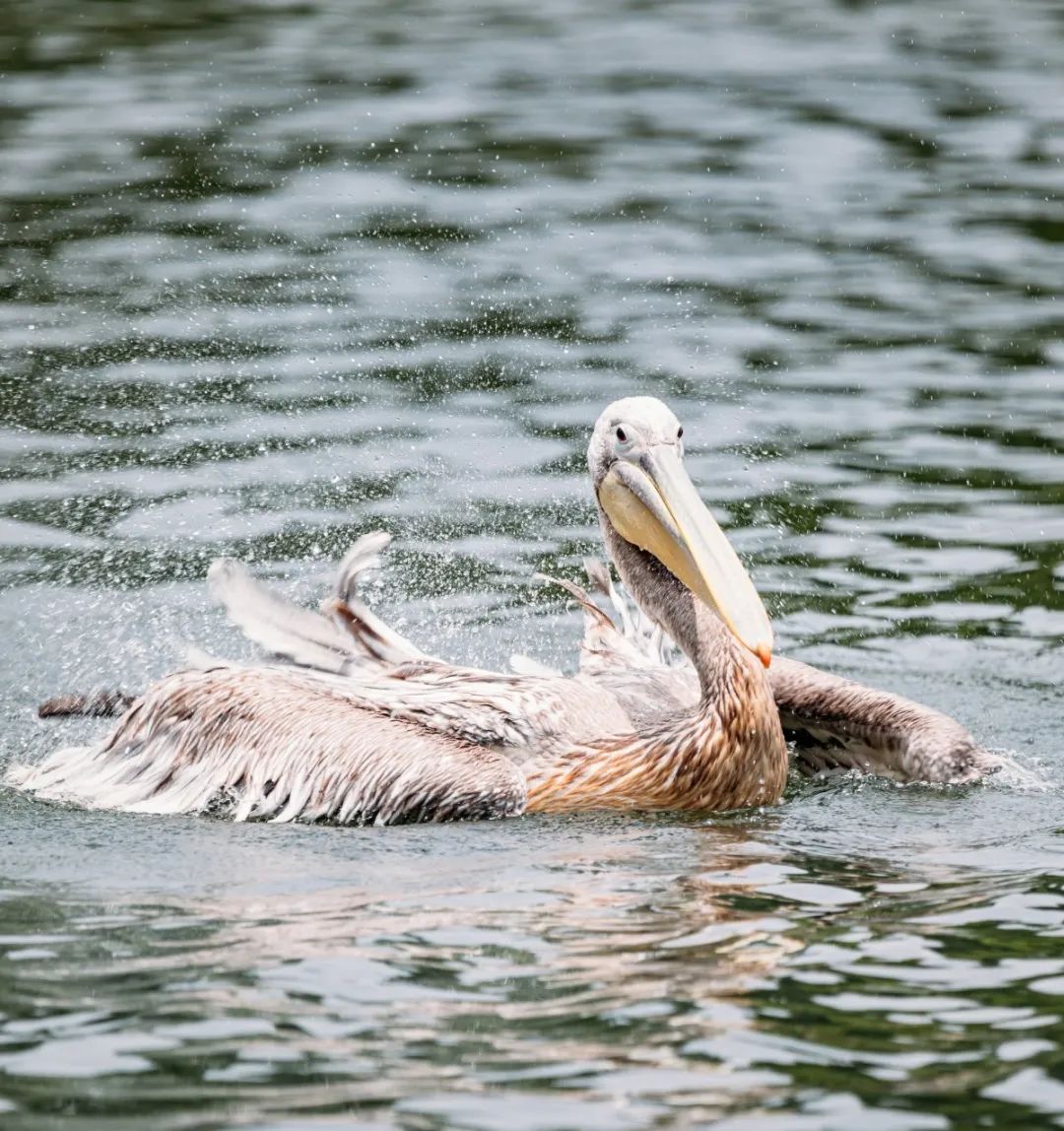 清凉一夏动物避暑有凉方
