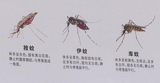 50万人住院,2万人死亡,遇上这个瘟神,你会宁可死掉