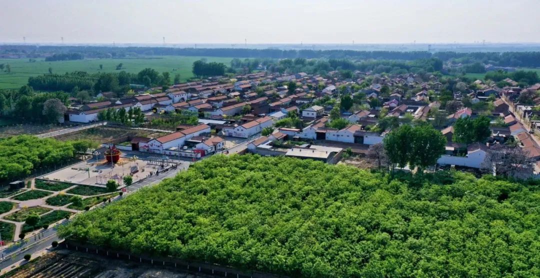 曲周林荫下开出致富路