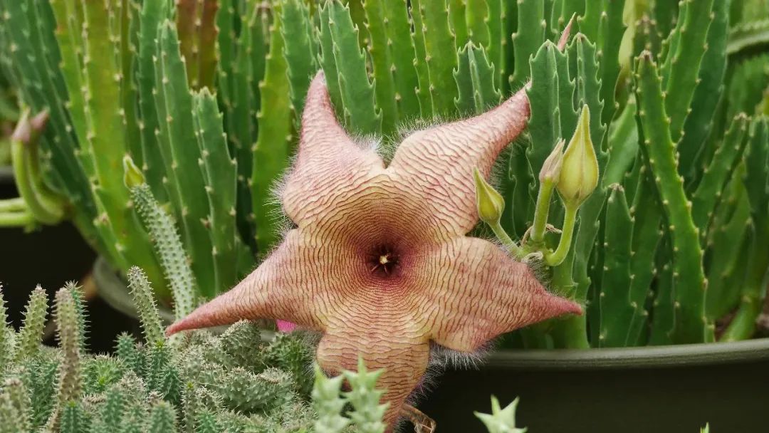 大豹皮花stapelia gigante這種五瓣大花有點變化多端,或多或少有淡