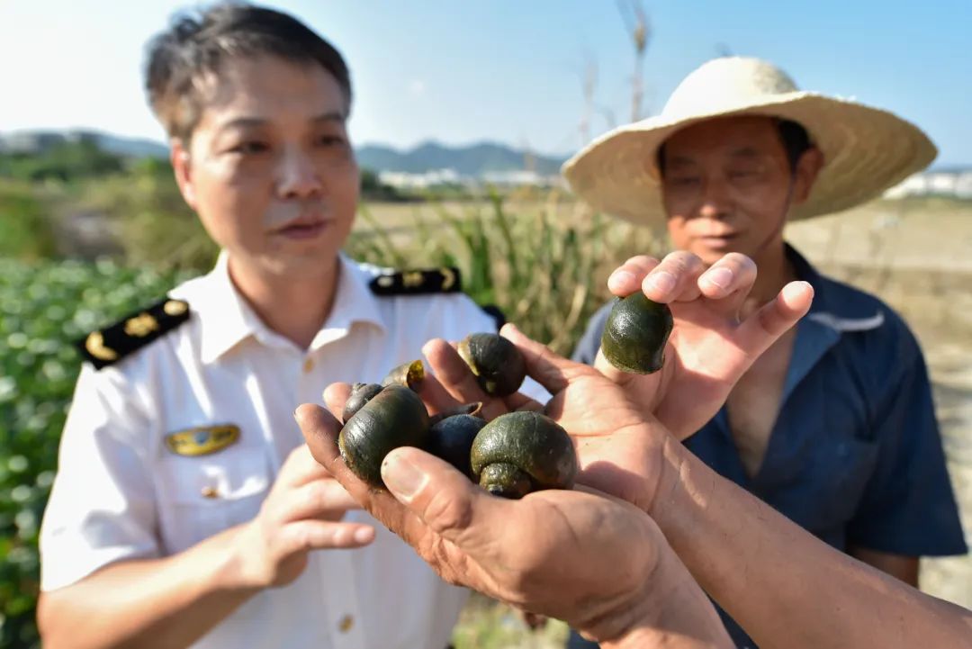 检验检疫人员向村民讲解外来有害生物福寿螺的危害 宋为伟/摄