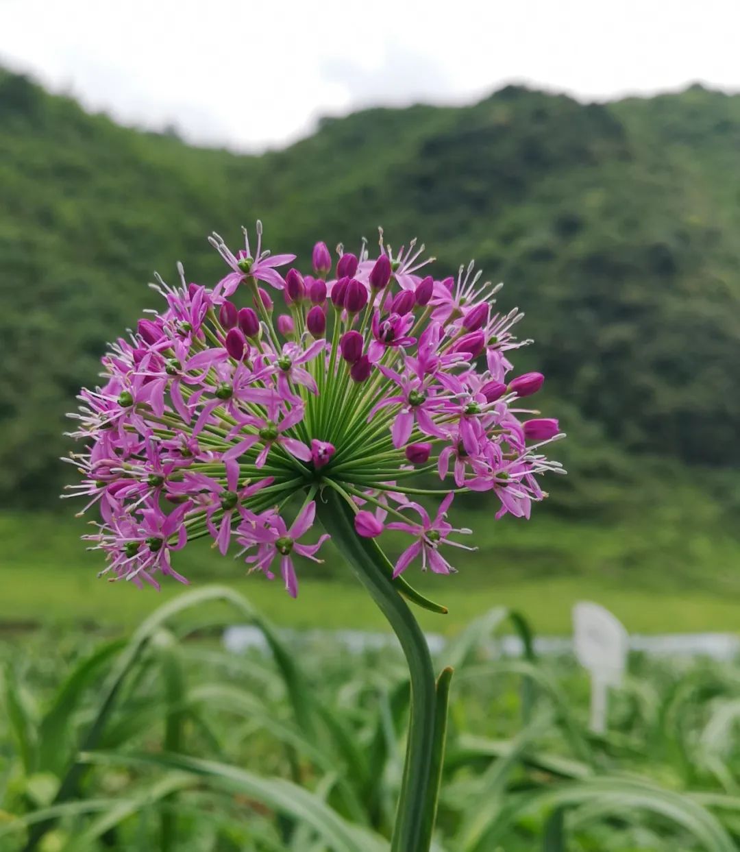 當季畢節赫章韭菜花已陸續盛開約嗎