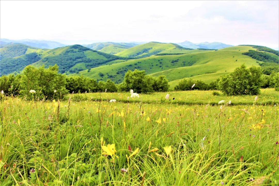 蒙古文巍巍罕山科尔沁沙地的绿色卫士