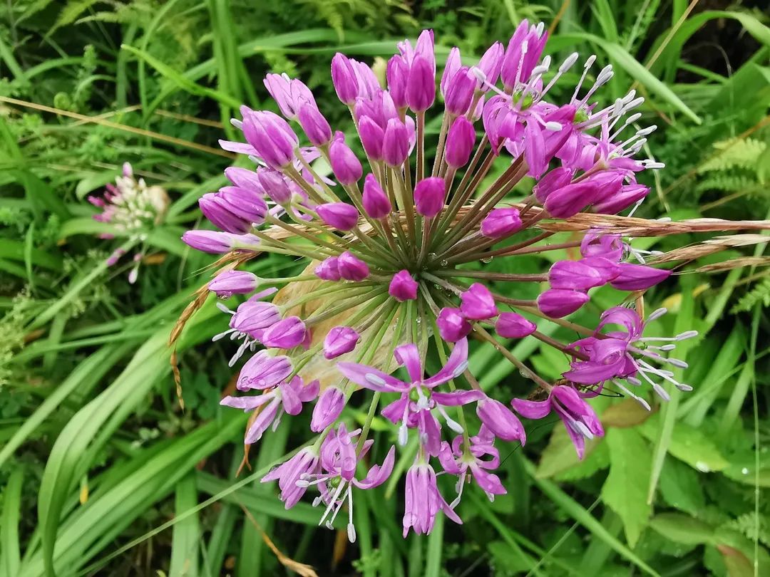 韭菜坪拍了拍你 紫色花海正陆续铺开 等你来邂逅 政务 澎湃新闻 The Paper