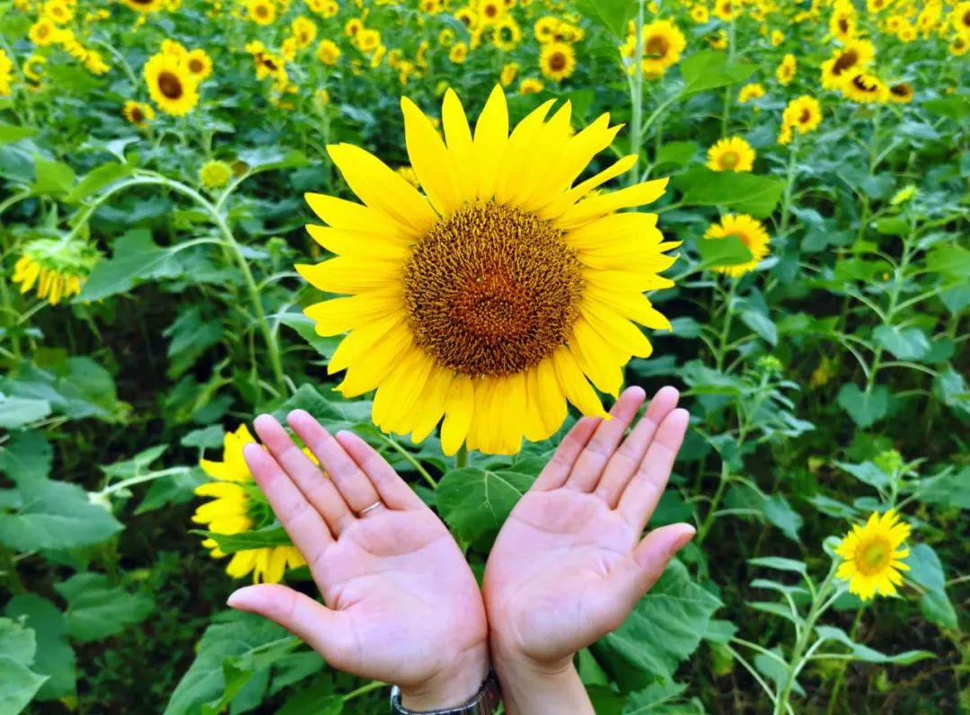 阳光灿烂的夏天,微风过处频颔首,痴心一片永向阳.